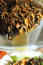 Load image into Gallery viewer, Black Cottonwood Salve
